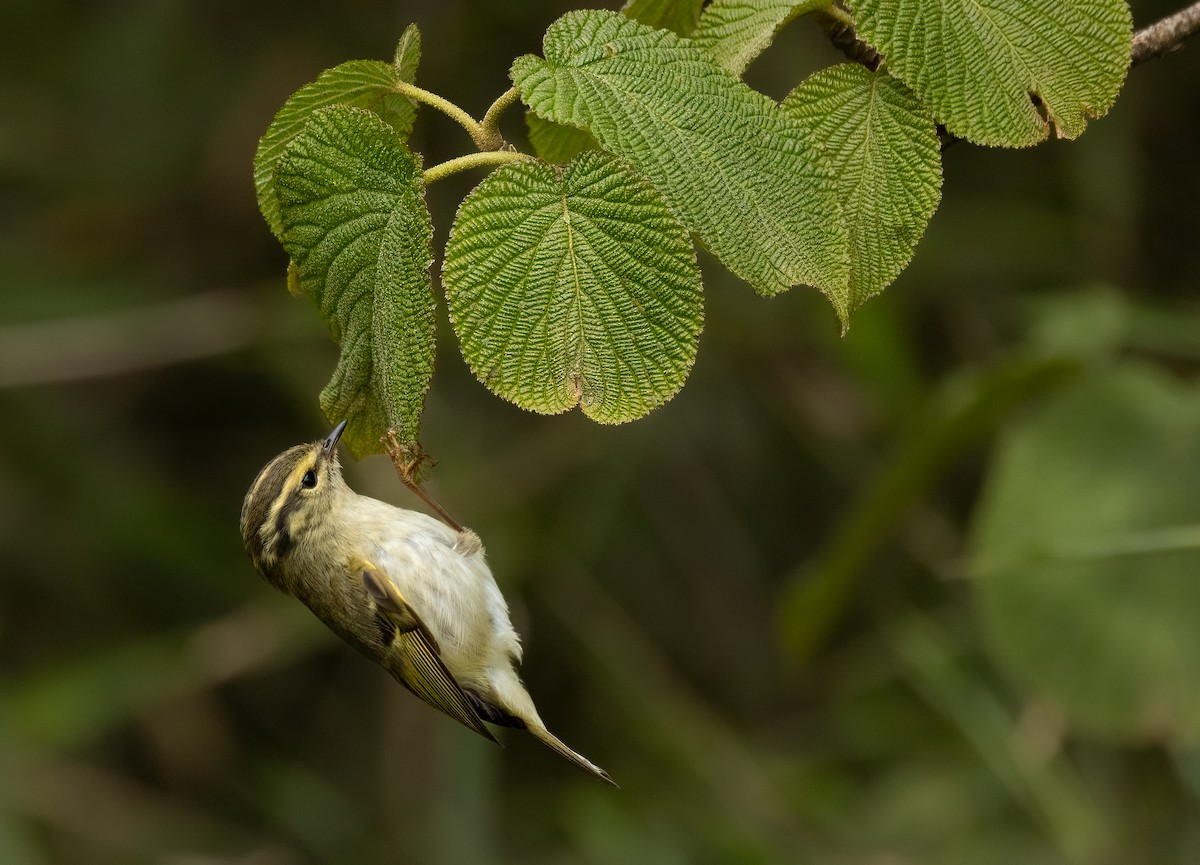 Sichuan Leaf Warbler - ML620526627