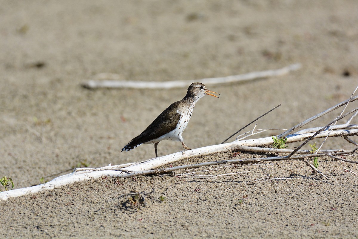 Spotted Sandpiper - ML620526629