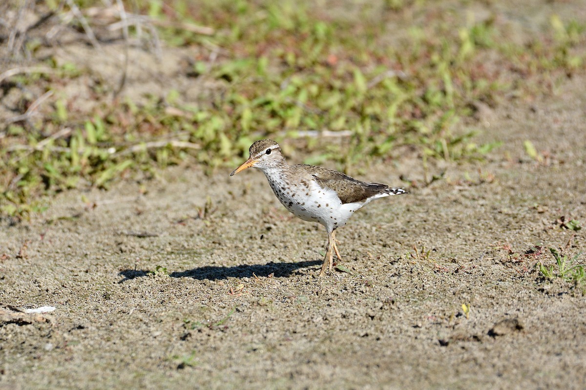 Spotted Sandpiper - ML620526630