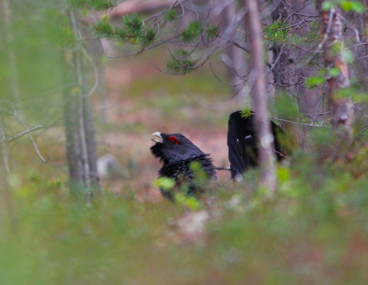 Western Capercaillie - ML620526631