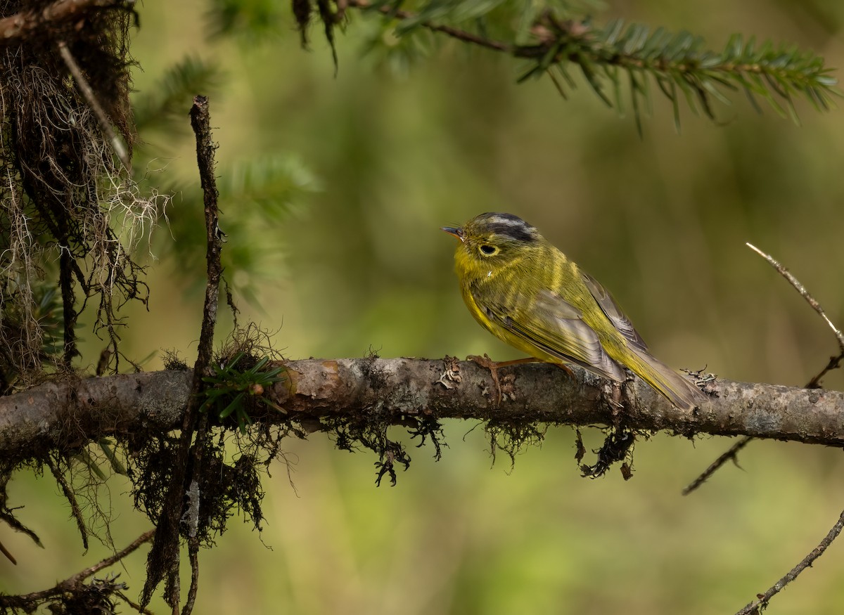 Bianchi's Warbler - ML620526633