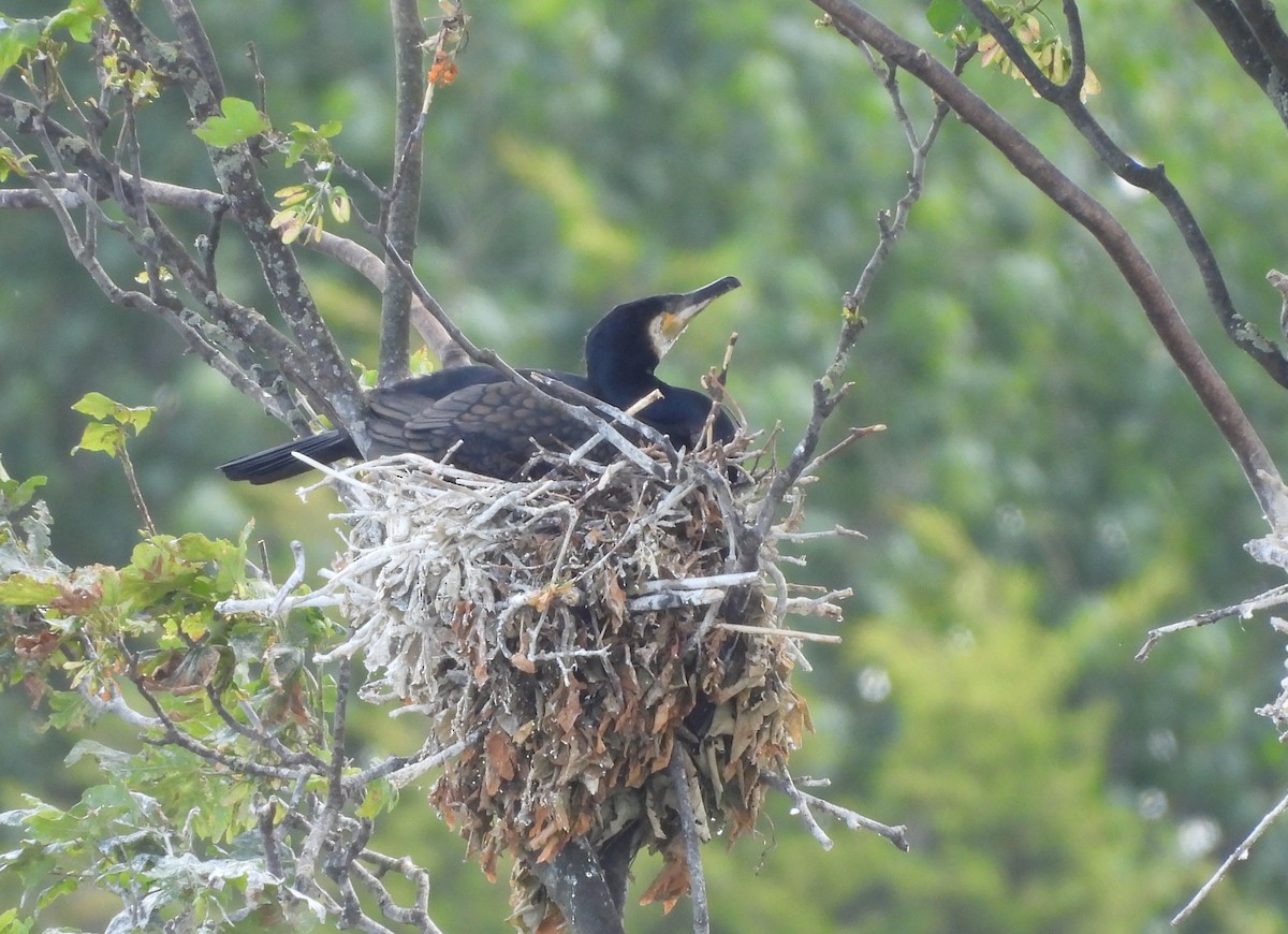 Great Cormorant - ML620526637