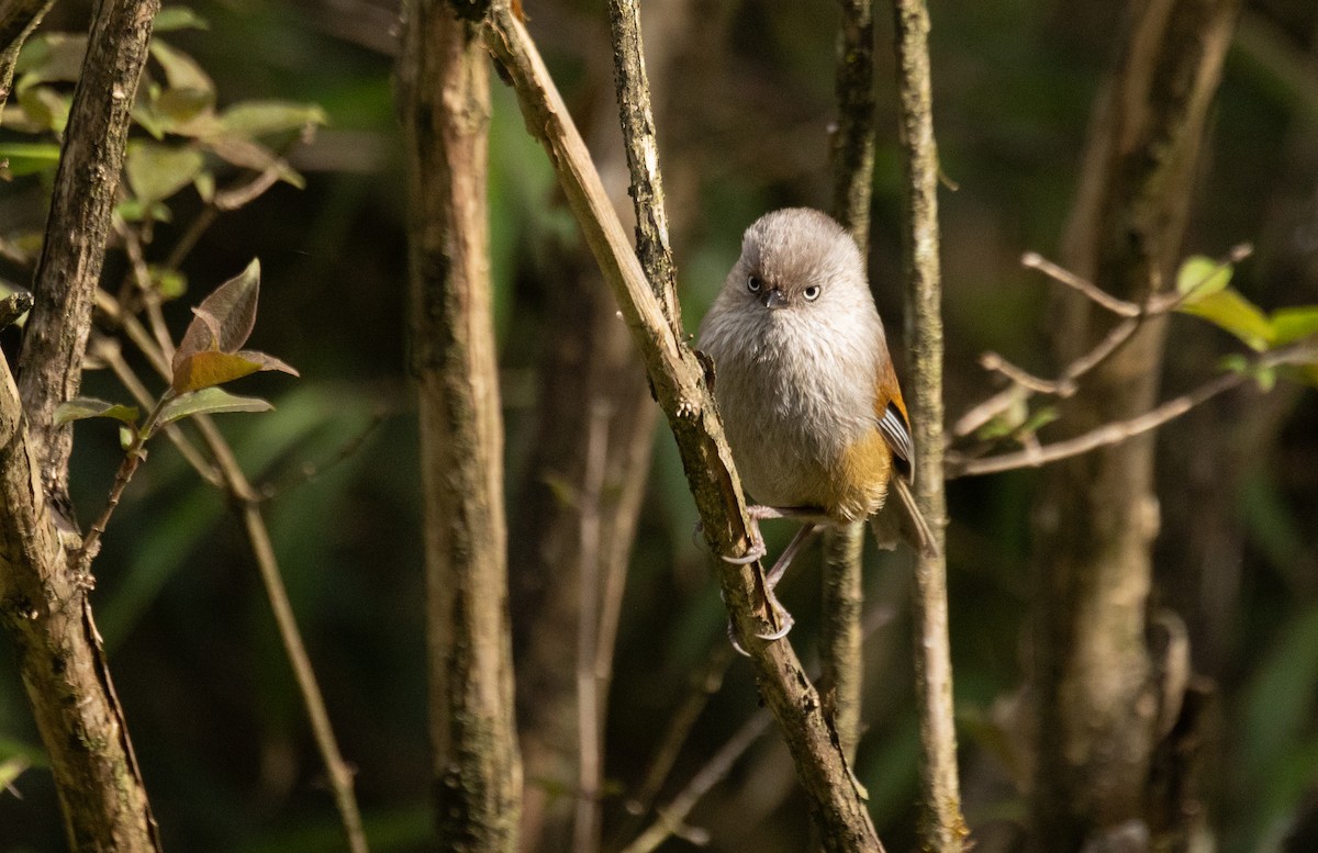 Gray-hooded Fulvetta - ML620526639