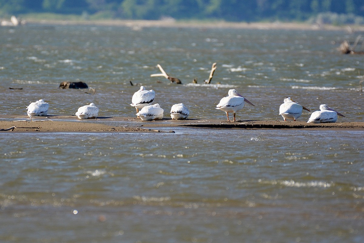 American White Pelican - ML620526640