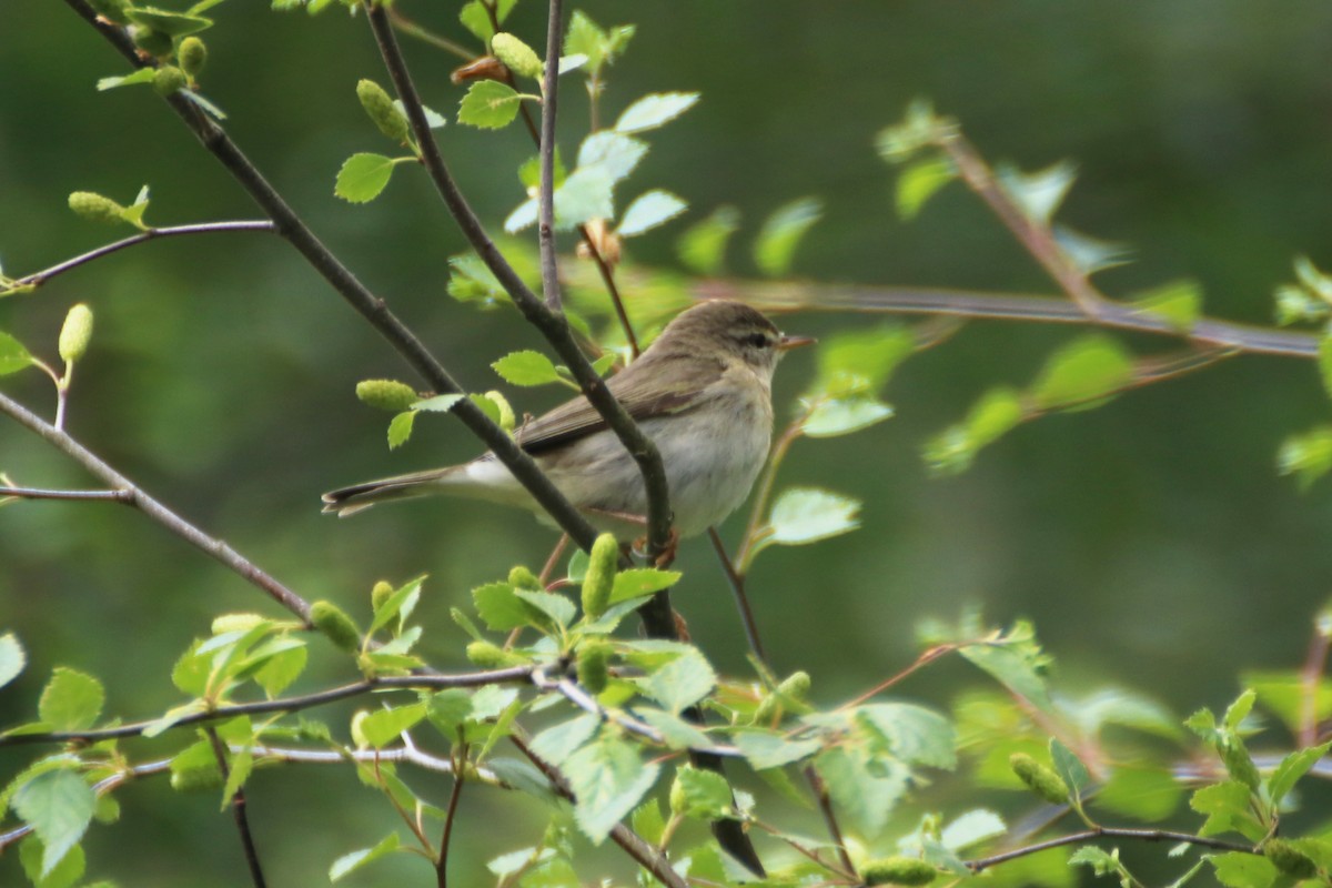 Willow Warbler - ML620526641