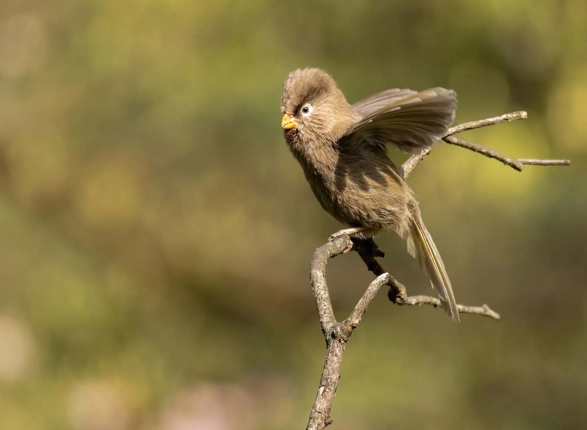 Three-toed Parrotbill - ML620526642