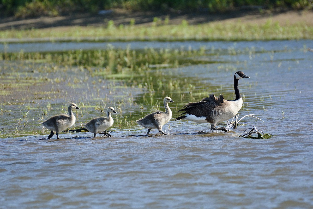 Canada Goose - ML620526643