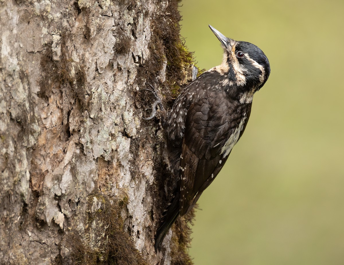 Eurasian Three-toed Woodpecker (Dark-bodied) - ML620526645