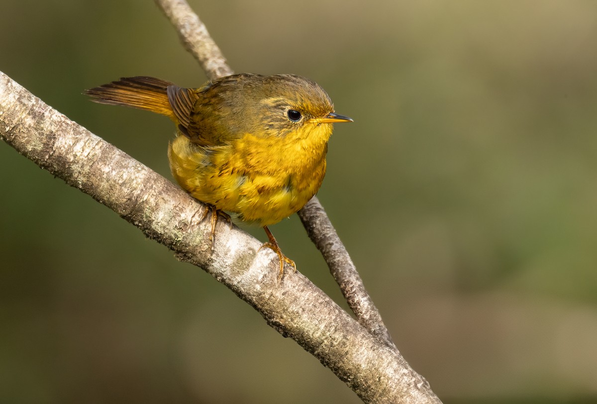 Golden Bush-Robin - ML620526649