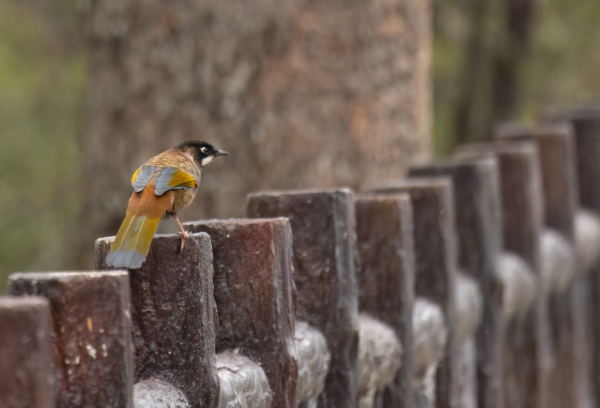 Black-faced Laughingthrush - ML620526653