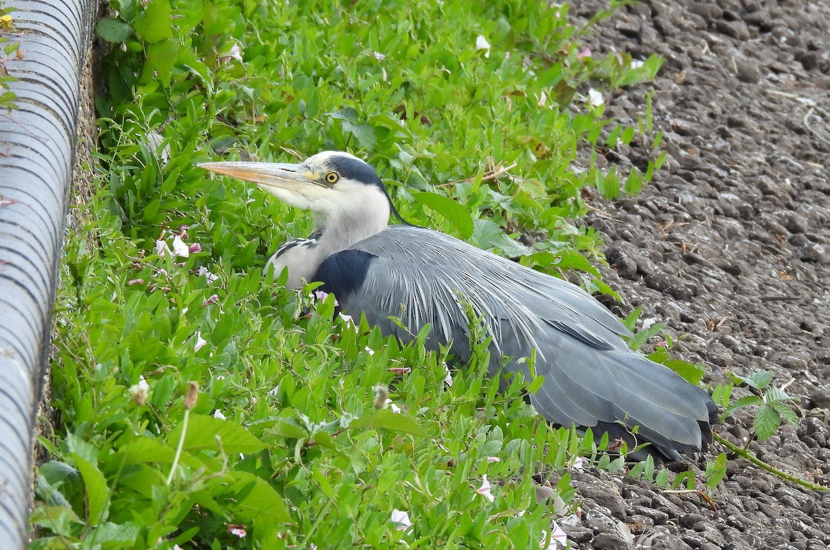 Gray Heron - ML620526655