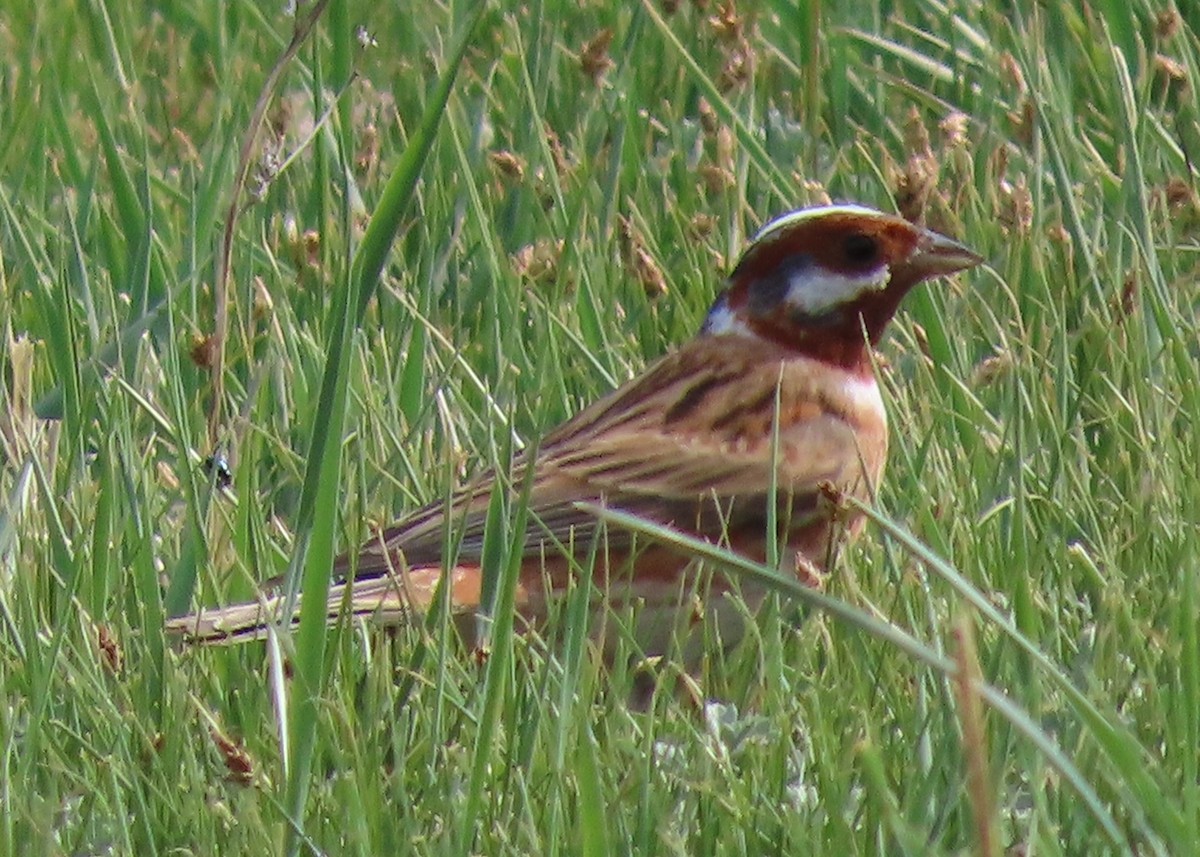 Pine Bunting - Jeff Hopkins