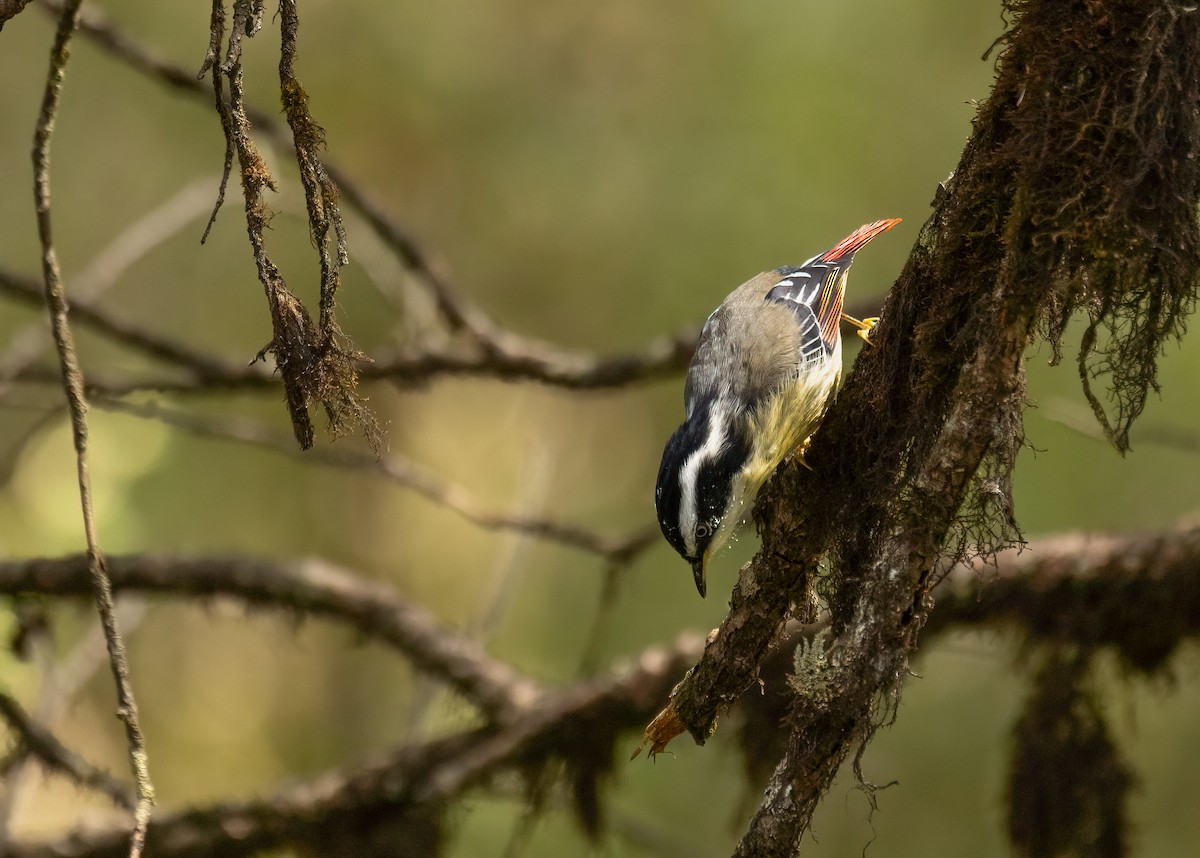 Red-tailed Minla - ML620526658