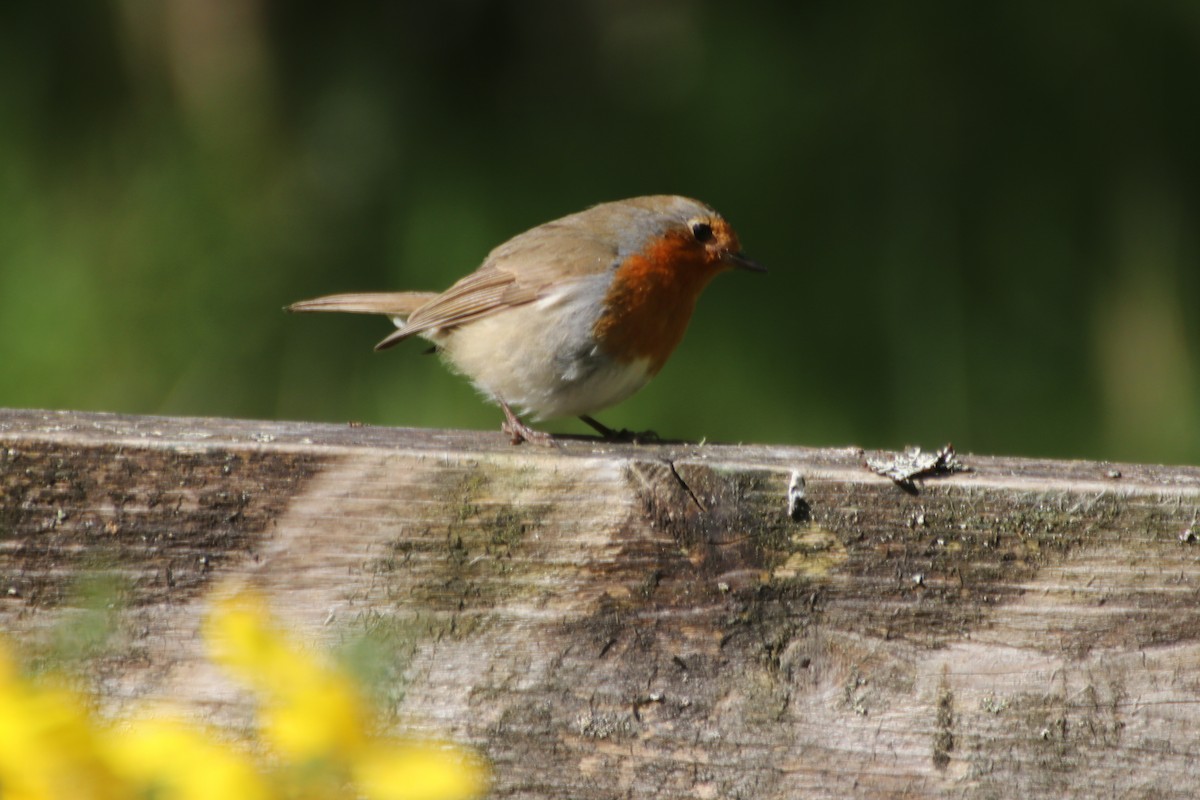 European Robin - ML620526660