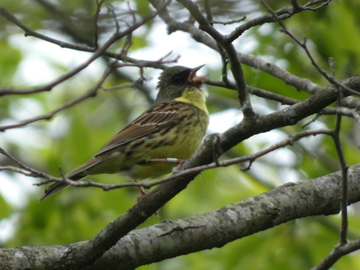 Masked Bunting - ML620526666