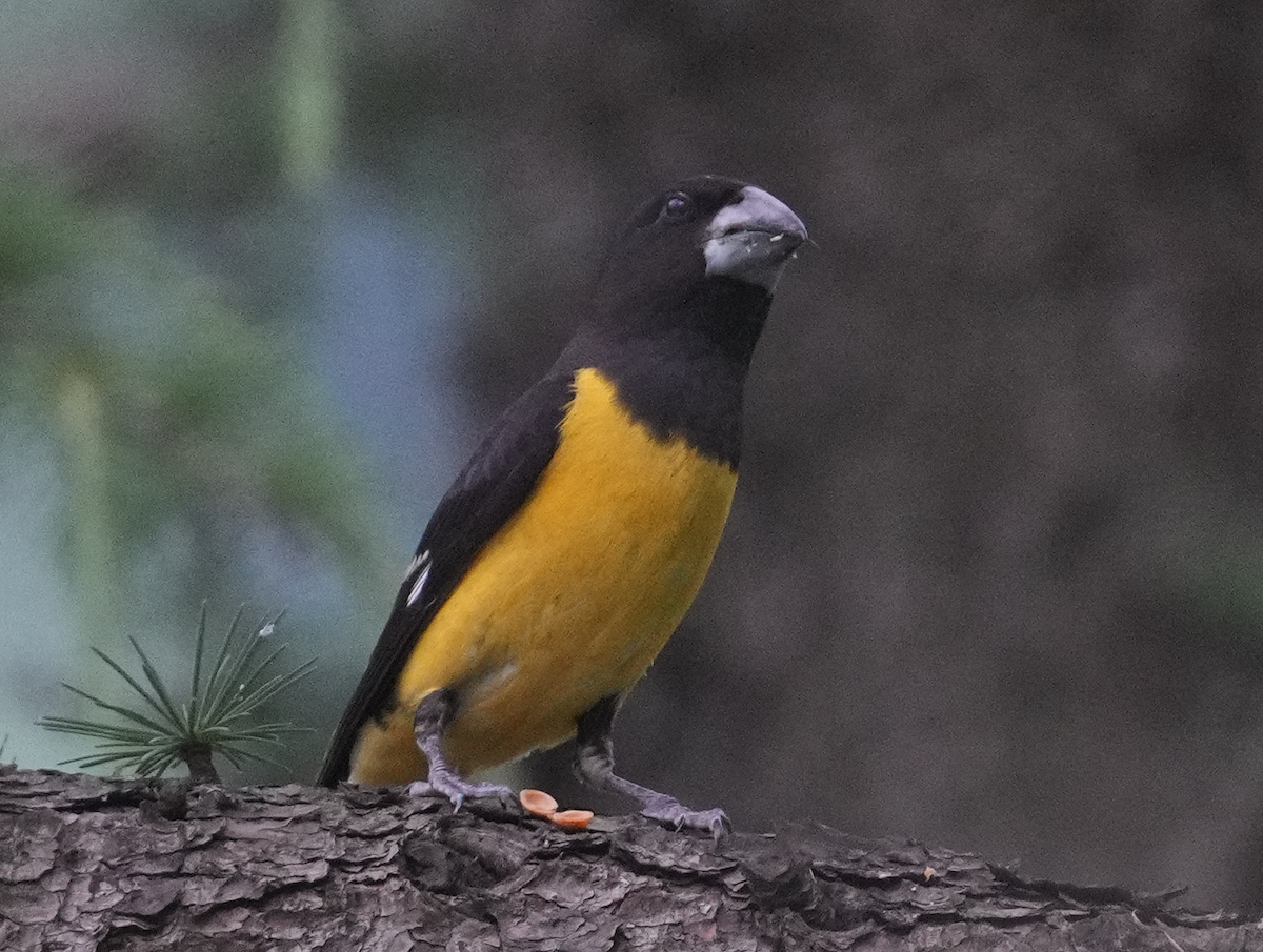 Spot-winged Grosbeak - ML620526667