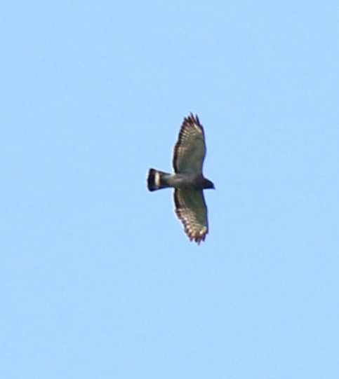 Broad-winged Hawk - ML620526668