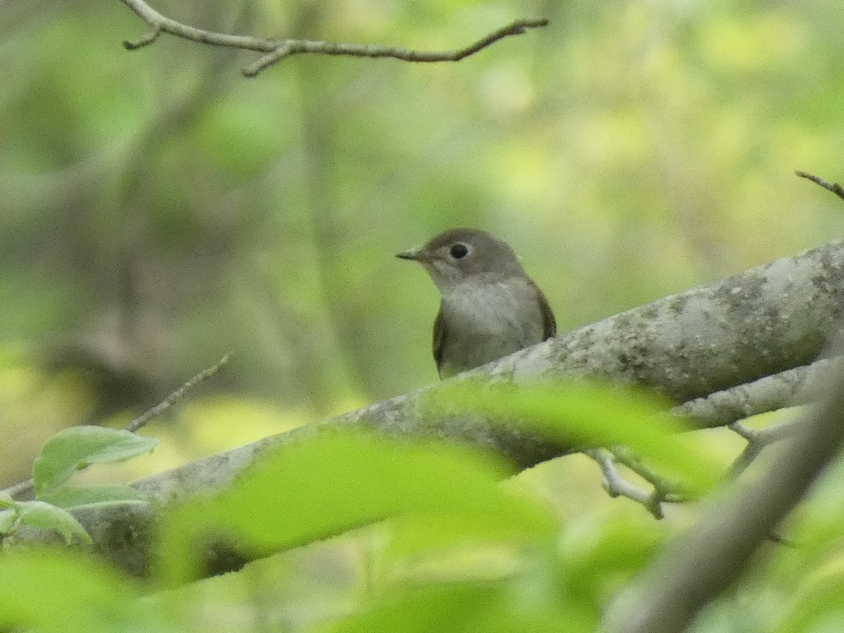 Asian Brown Flycatcher - ML620526673