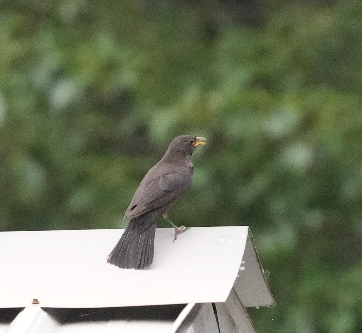 Chinese Blackbird - ML620526675