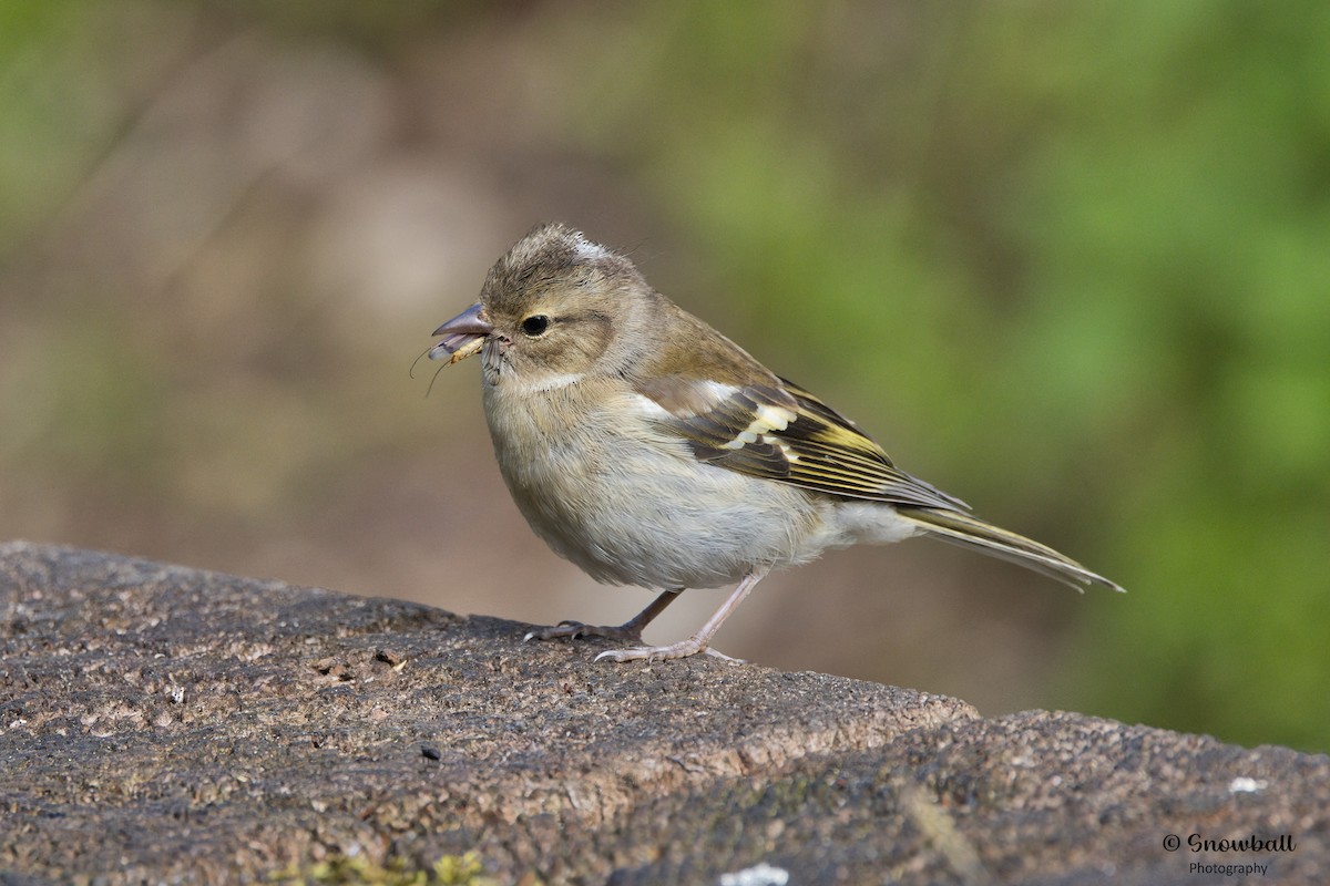 Common Chaffinch - ML620526678