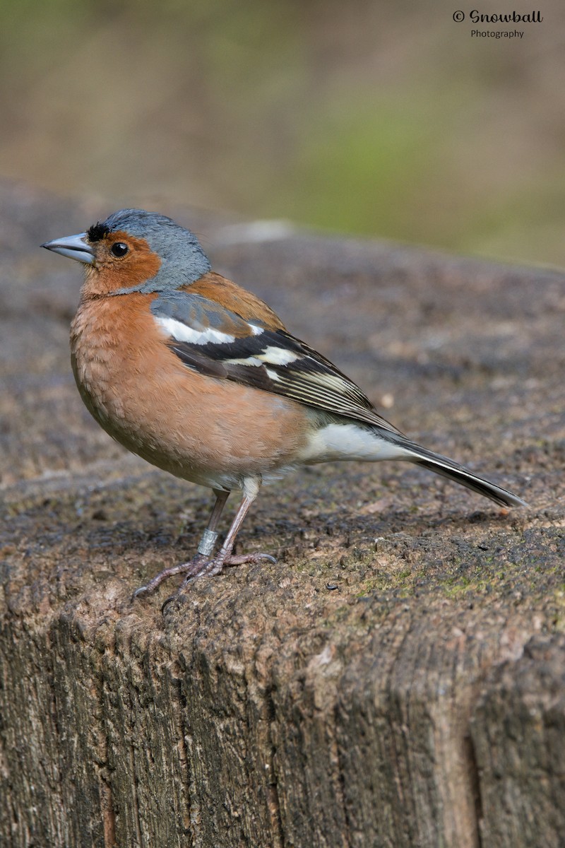 Common Chaffinch - ML620526679