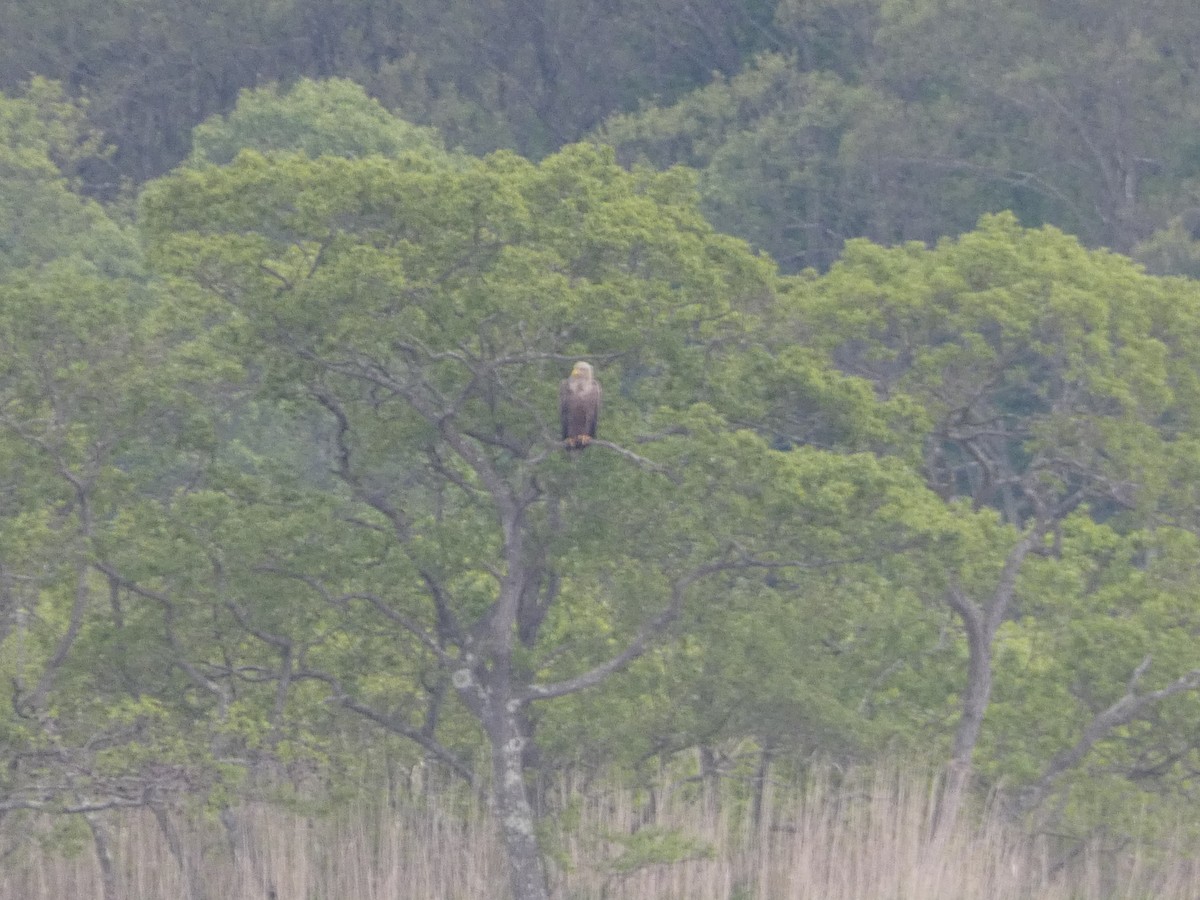 White-tailed Eagle - ML620526680