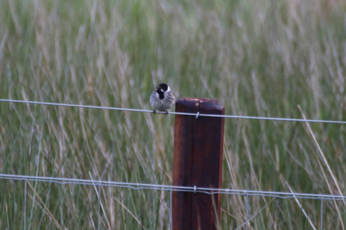 Reed Bunting - ML620526682