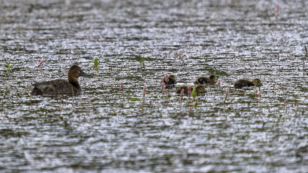 紅頭潛鴨 - ML620526683