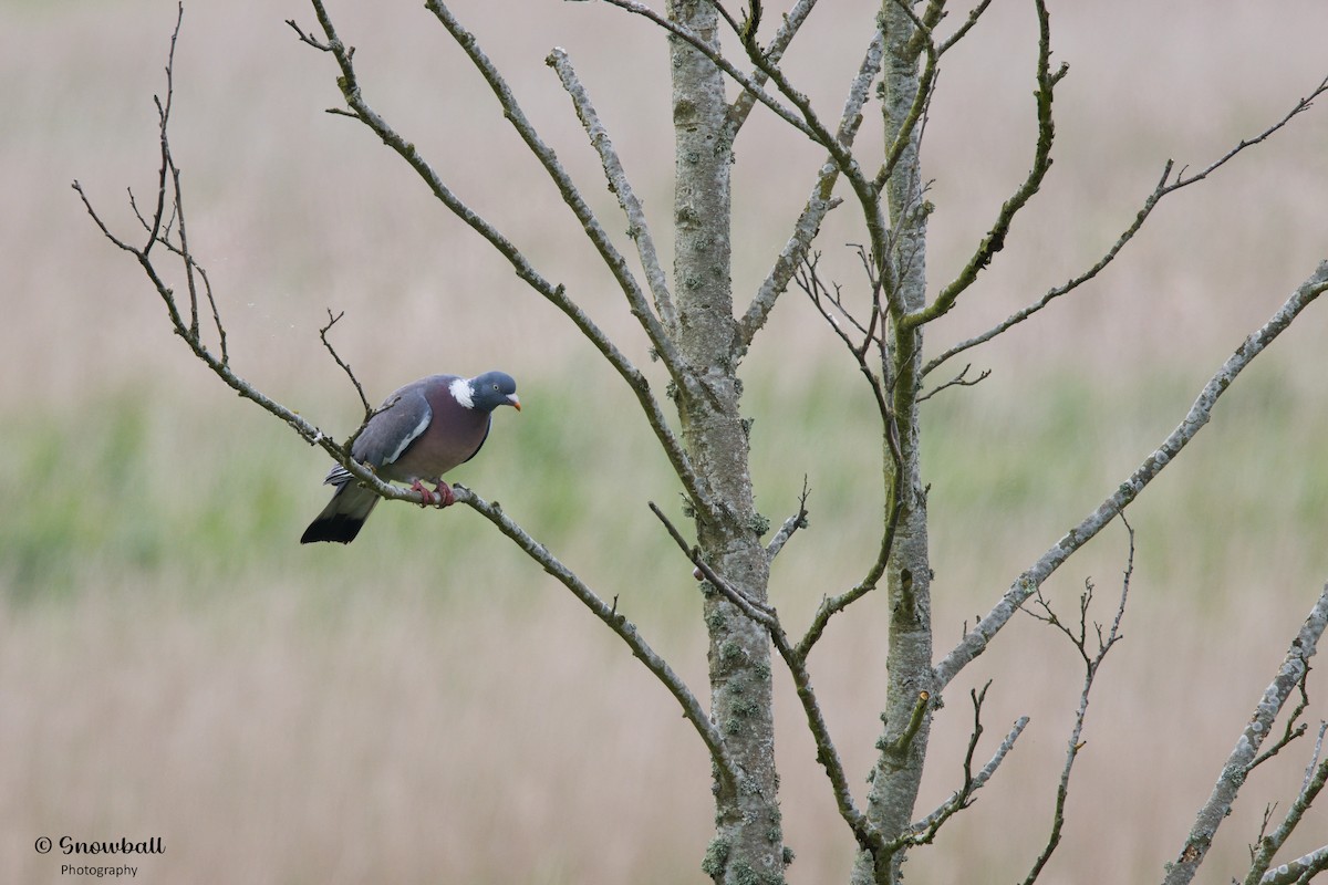 Common Wood-Pigeon - ML620526684