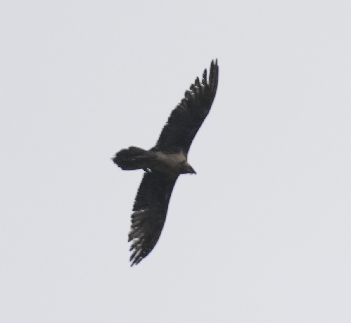 Bearded Vulture - ML620526685