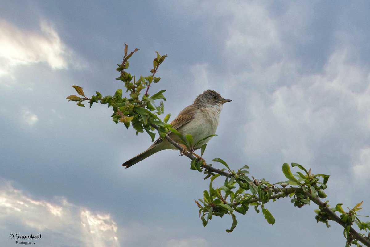 Greater Whitethroat - ML620526688