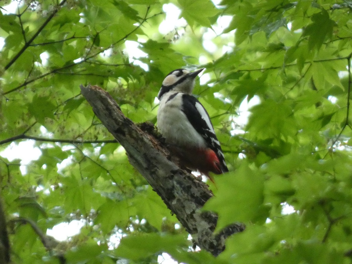Great Spotted Woodpecker - ML620526689