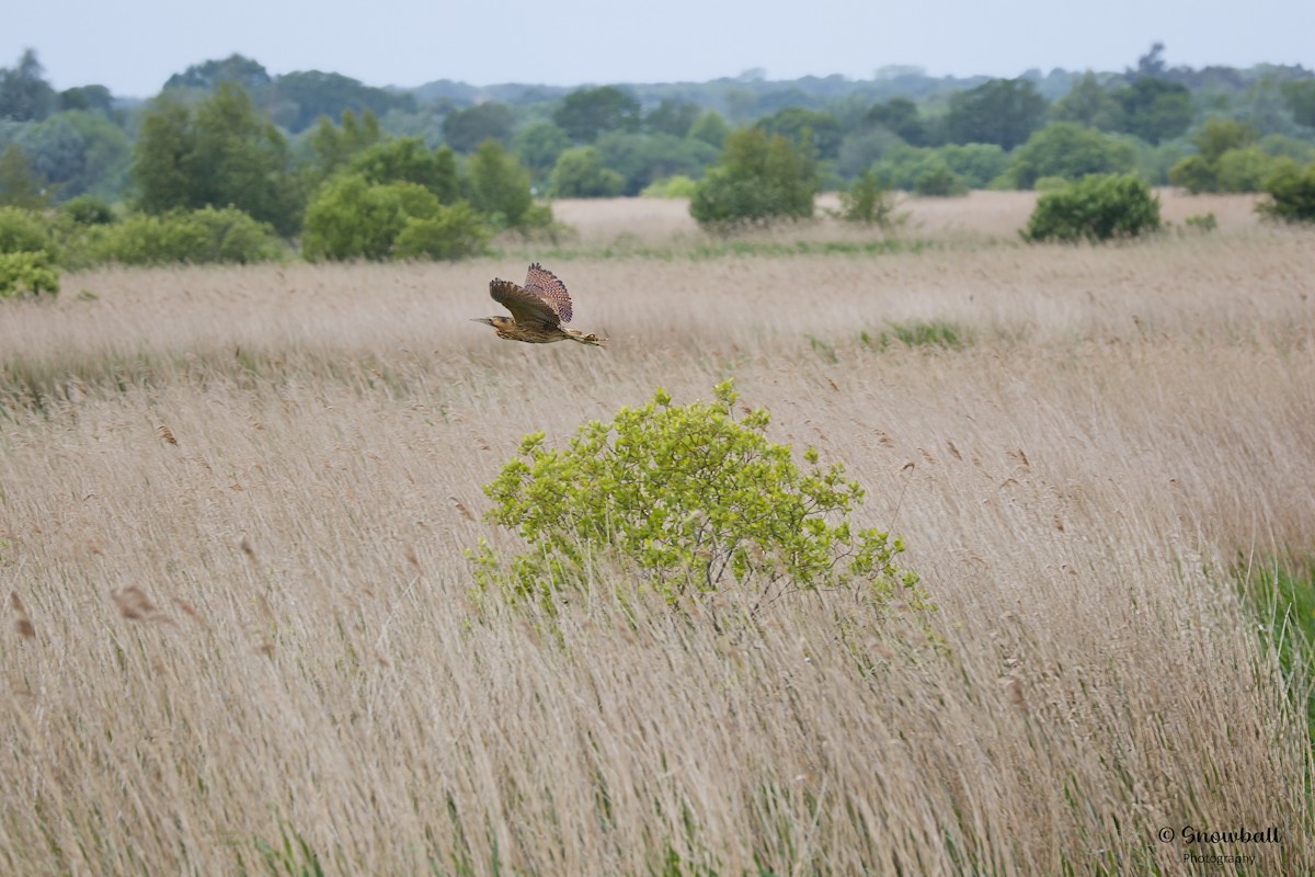 Great Bittern - ML620526690