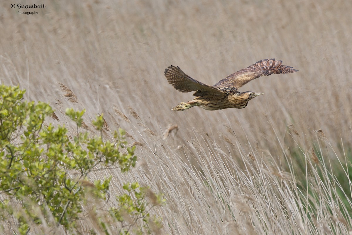 Great Bittern - ML620526695