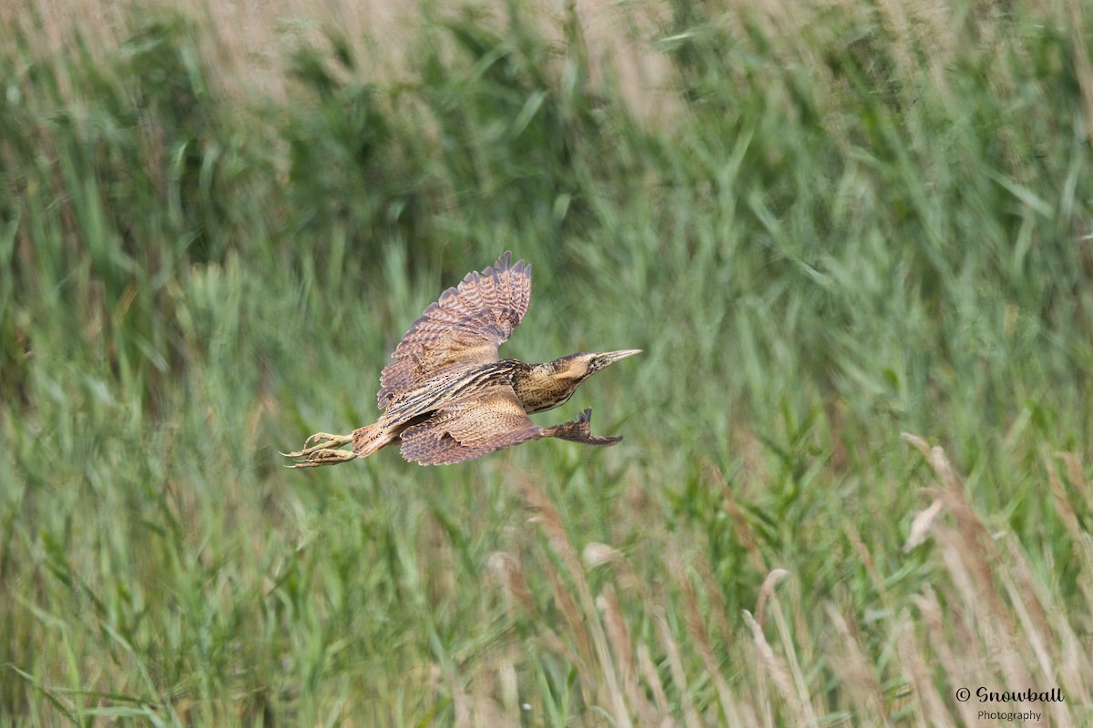 Great Bittern - ML620526696