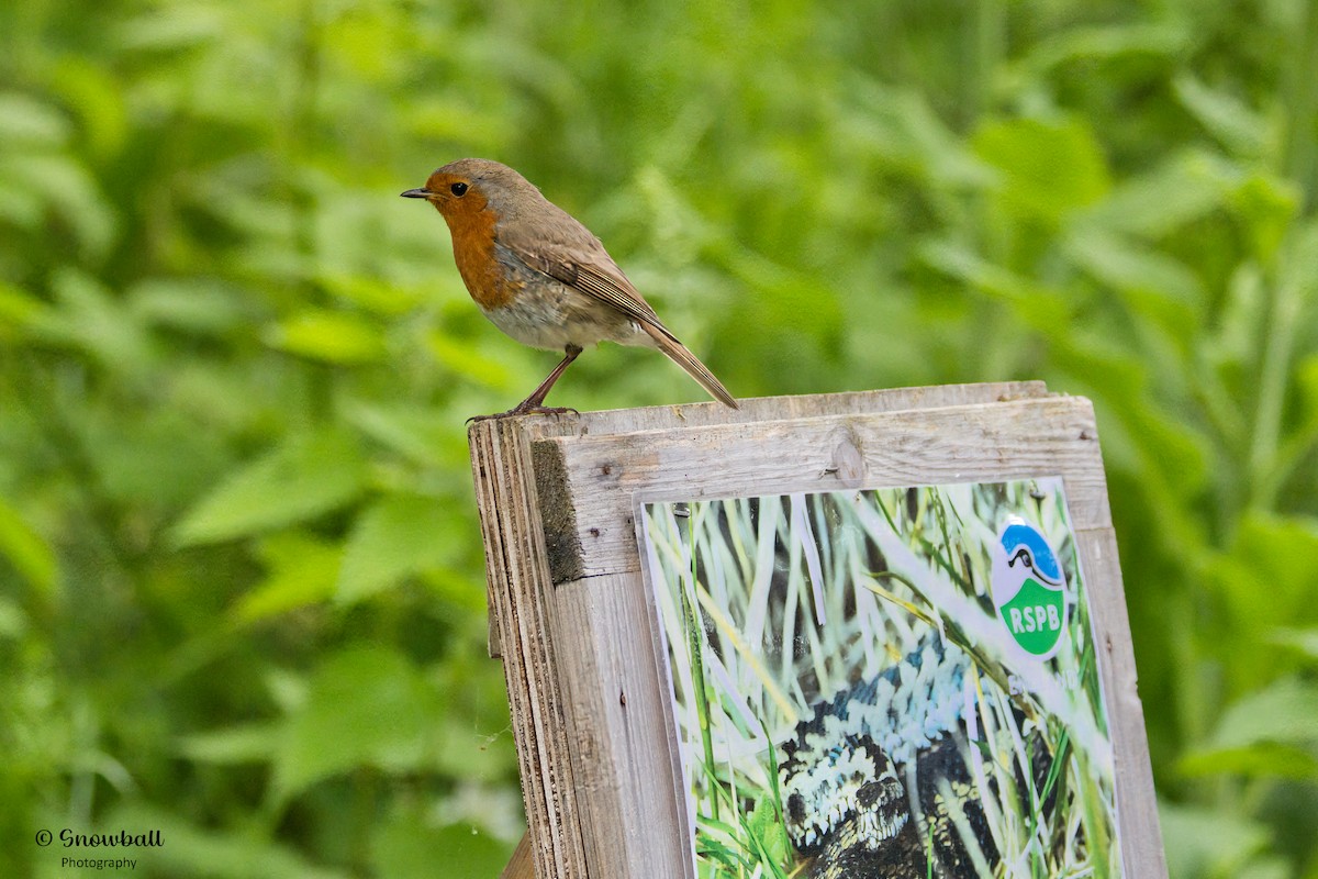 European Robin - ML620526700