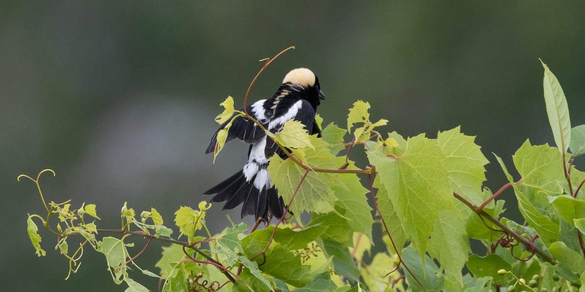 Bobolink - Roy Chatburn