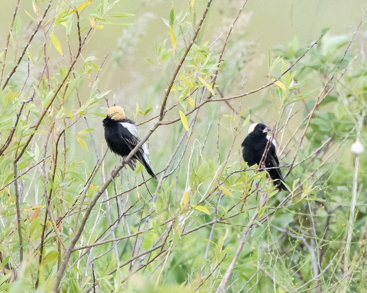 Bobolink - ML620526715