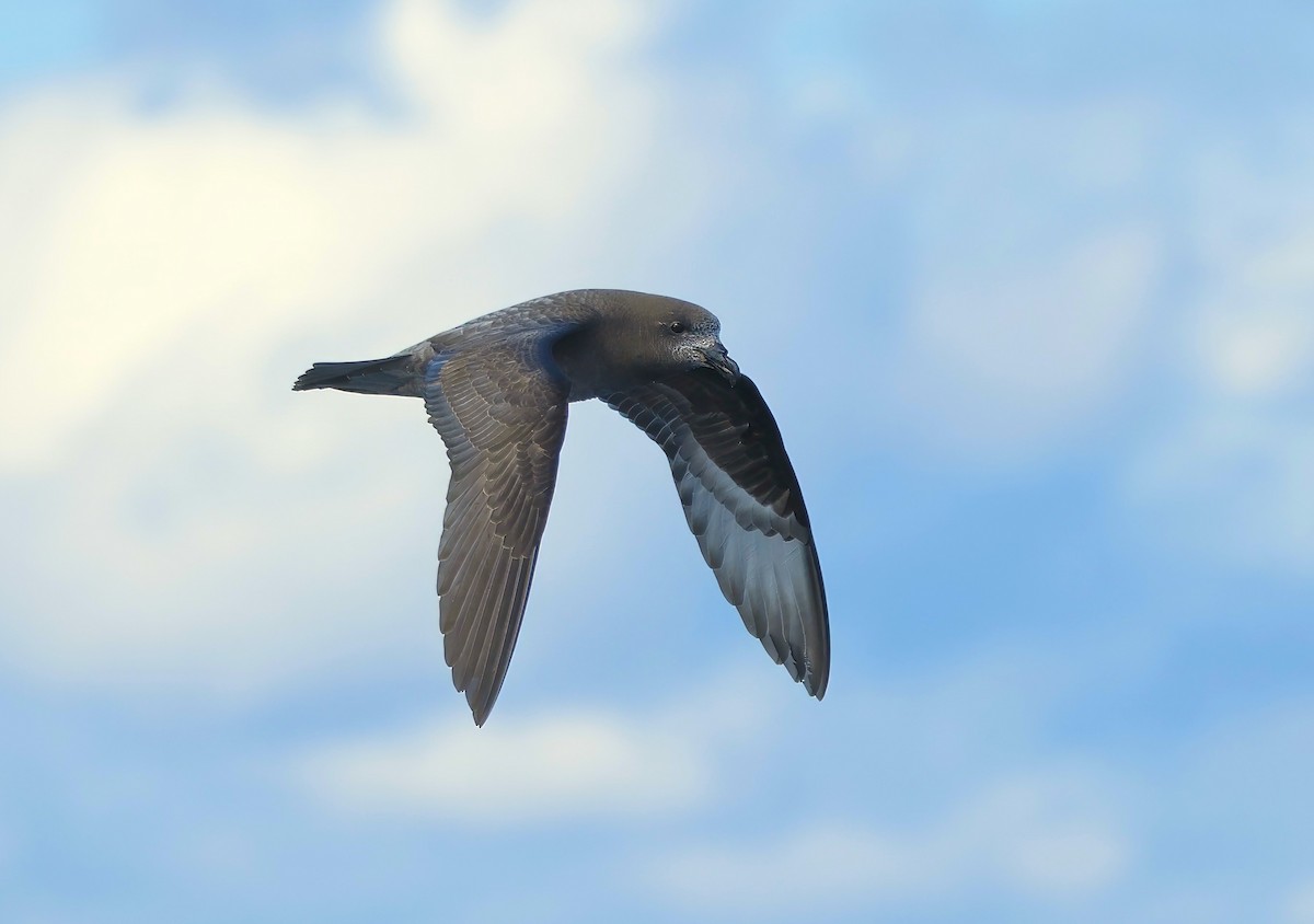 Providence Petrel - ML620526720