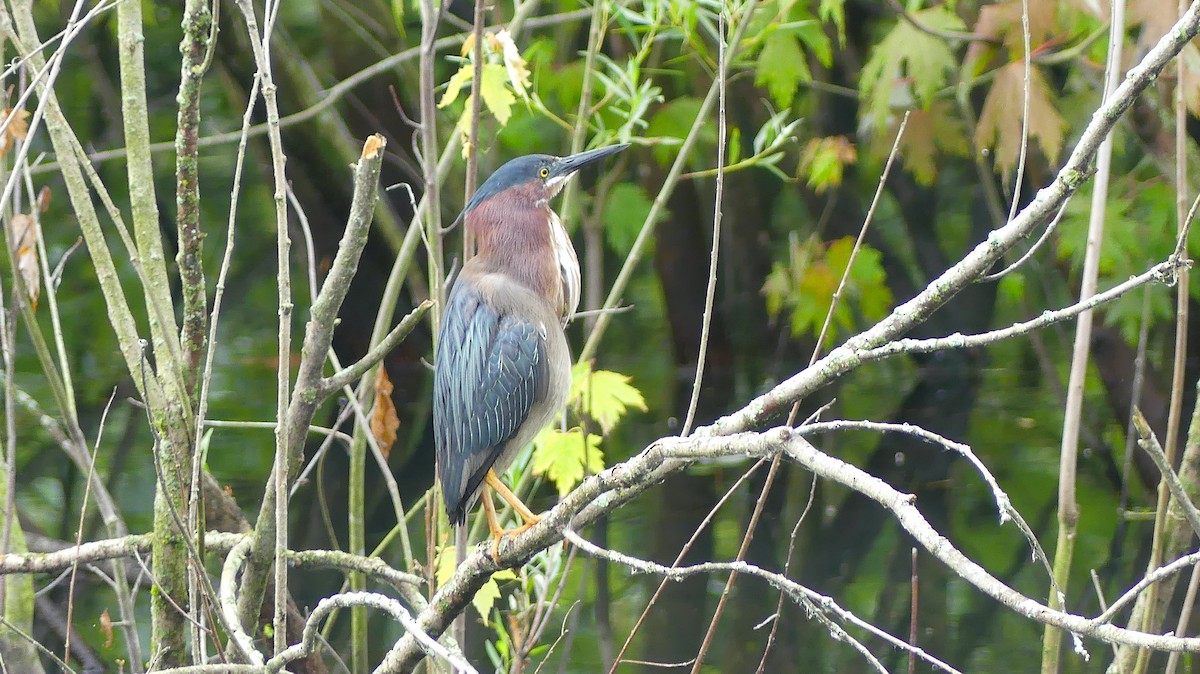 Green Heron - ML620526723