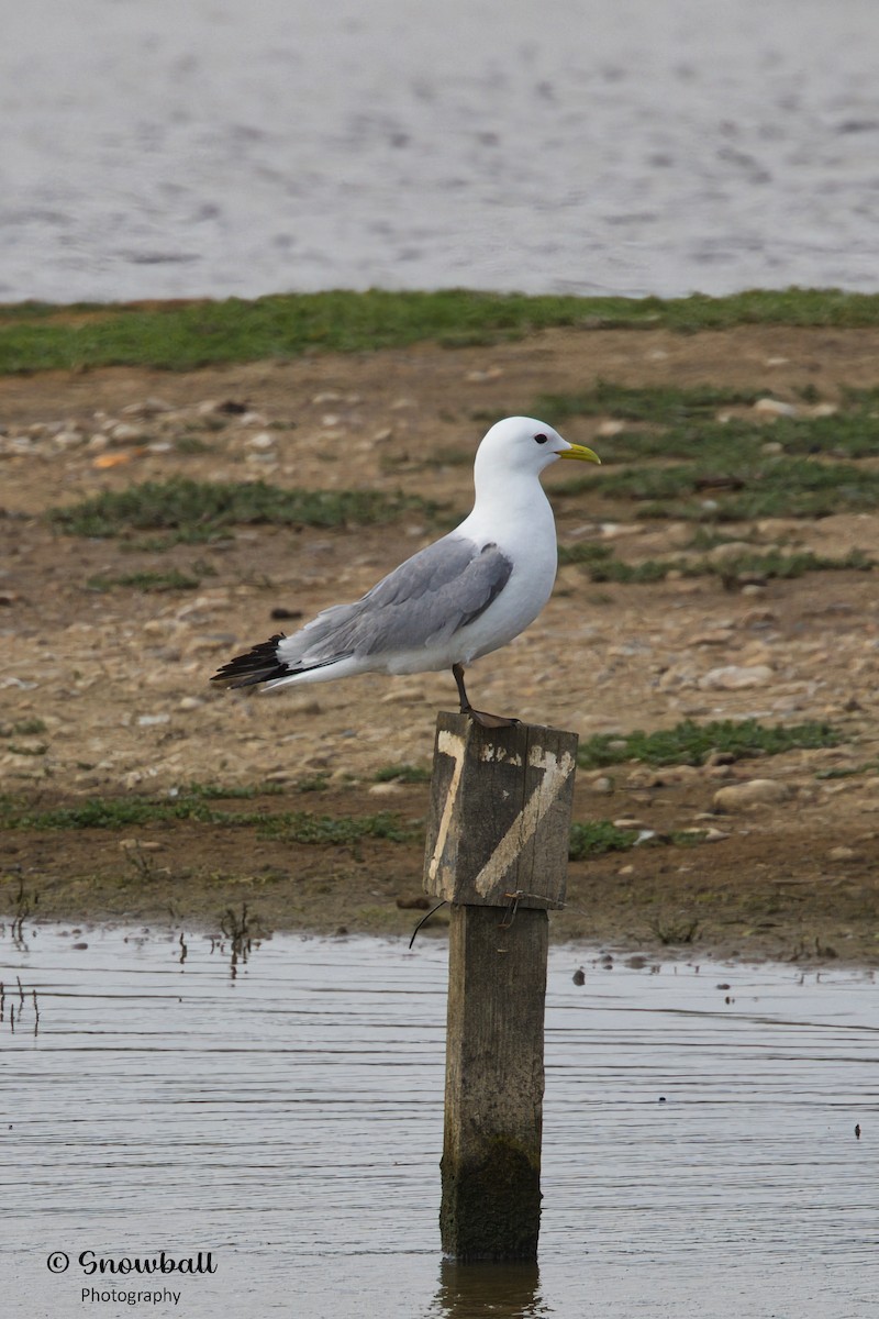 Black-legged Kittiwake - ML620526724