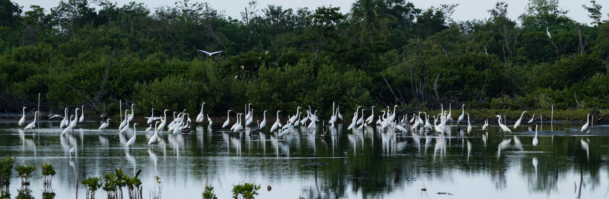 Great Egret - ML620526725