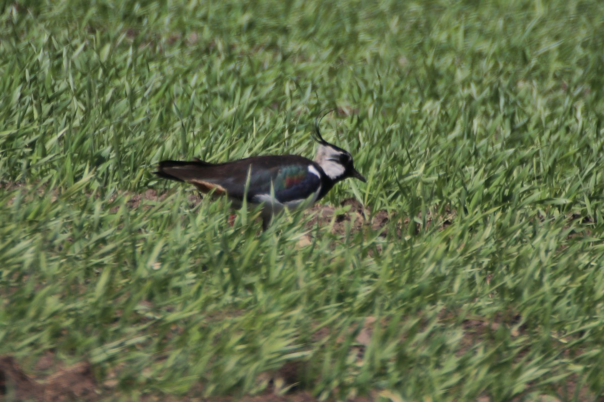 Northern Lapwing - ML620526728