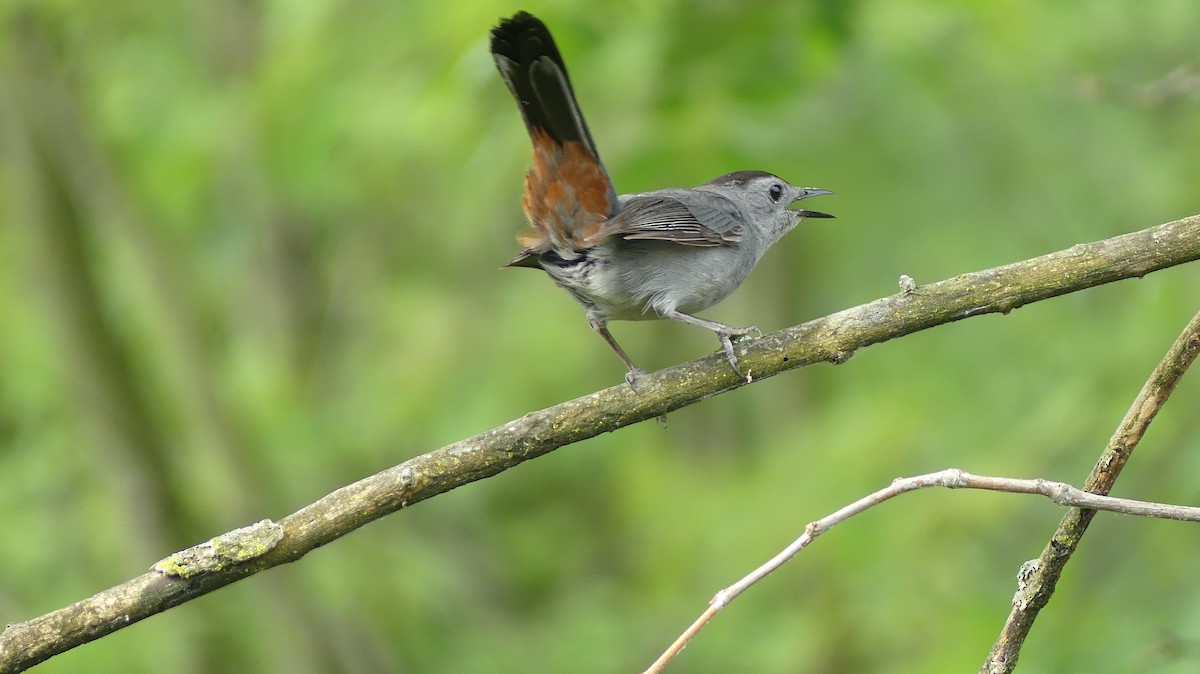 Gray Catbird - ML620526729