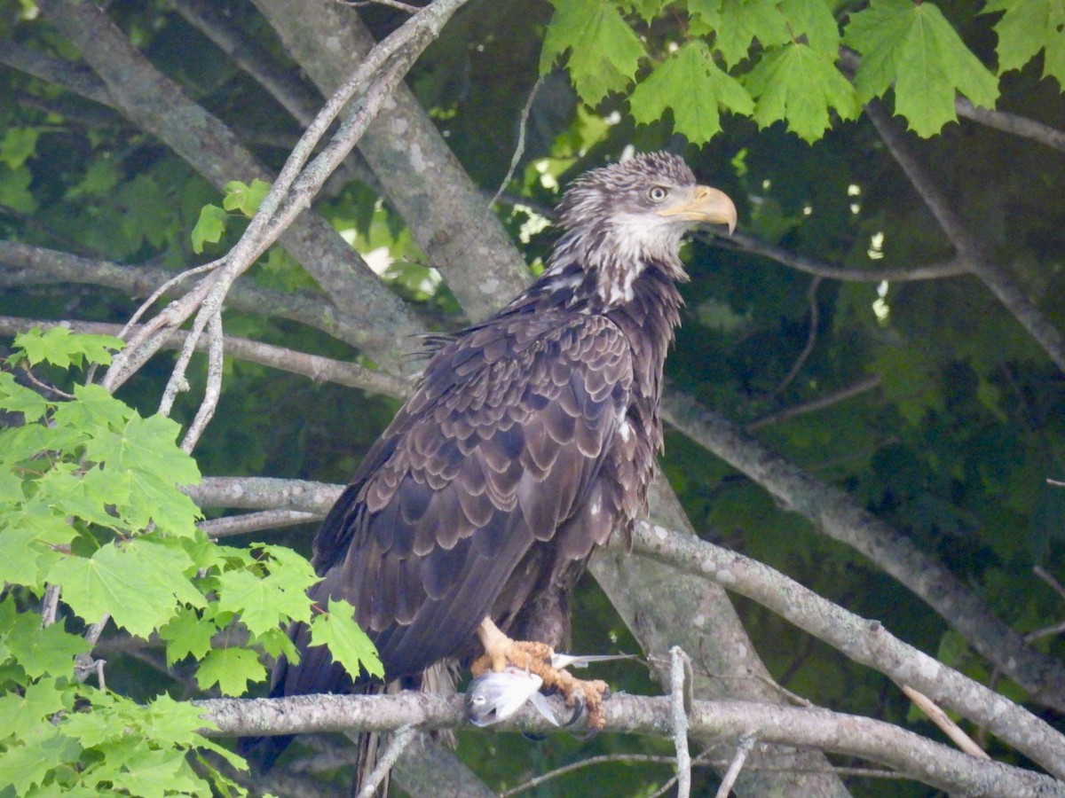 Bald Eagle - ML620526733