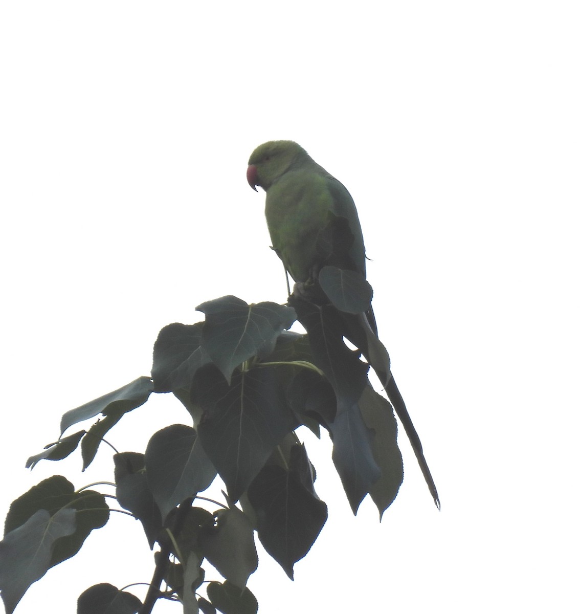 Rose-ringed Parakeet - ML620526740