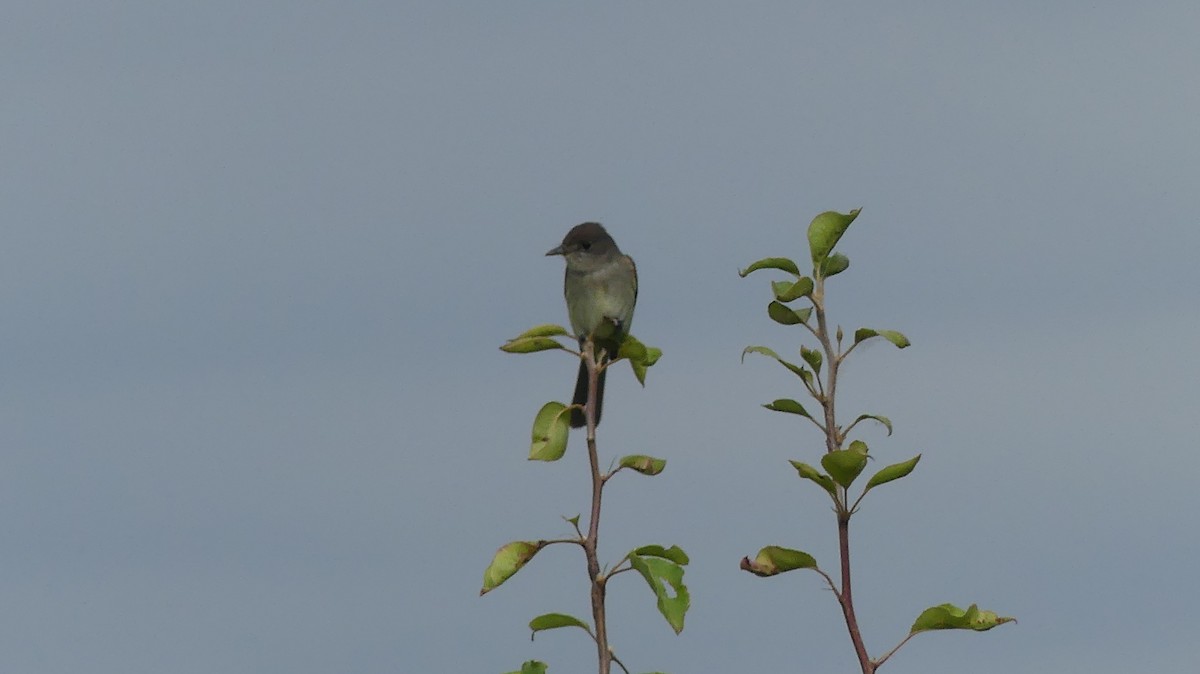 Willow Flycatcher - ML620526742