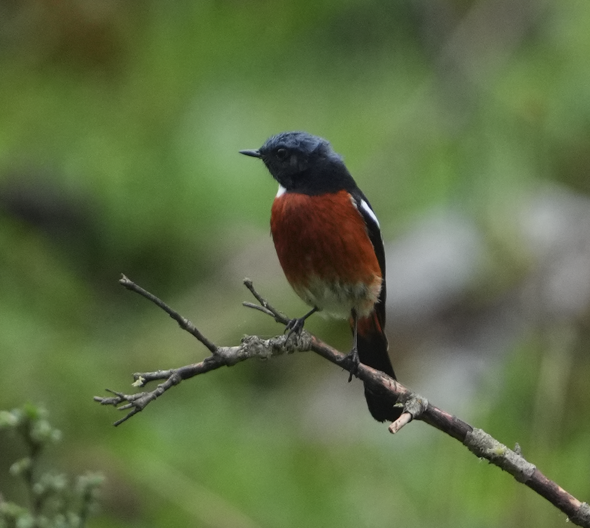 White-throated Redstart - ML620526744