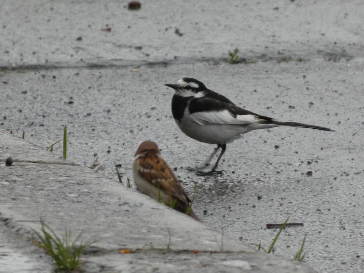 White Wagtail - ML620526745