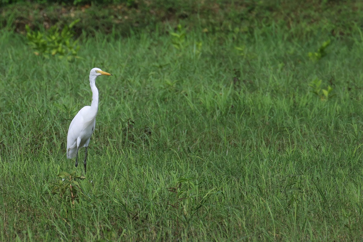 Medium Egret - ML620526746